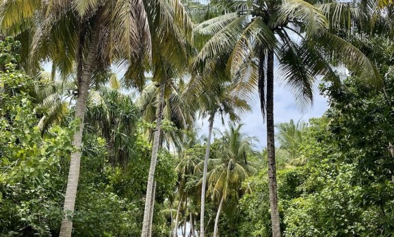 Maldivi otoka Mathiveri in Feridhoo - 9180.jpg