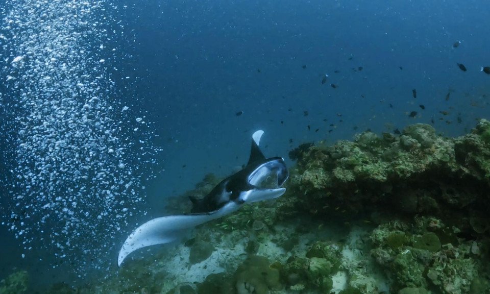 Maldivi potapljaški safari - 9183.JPG