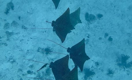 Maldivi potapljaški safari - 9186.jpg