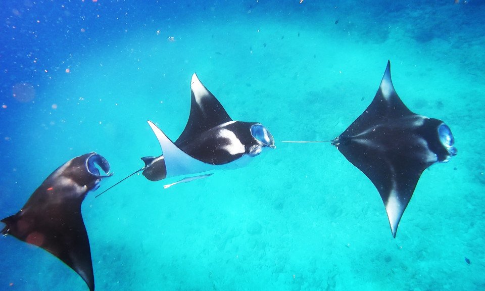 Maldivi  XL, počitnice za družine - 9236.jpg