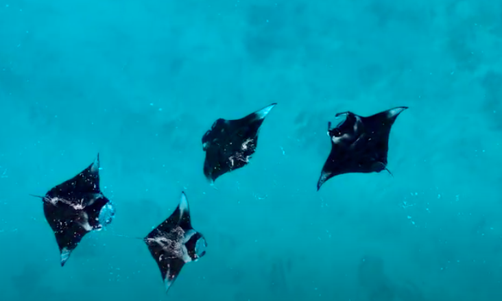 Maldivi otok Ukulhas - 9333.png