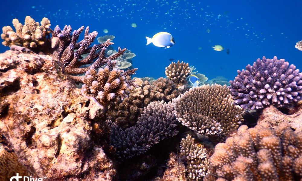 Maldivi otoka Mathiveri in Feridhoo - 9446.JPG