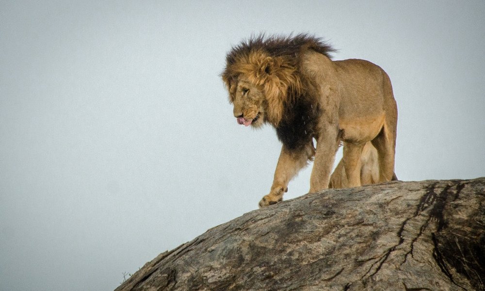 TanzanijaL: lov s Hadzabami, trek z Masaji, safari in Zanzibar - 9937.jpg