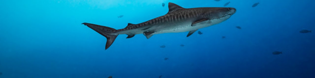 Maldivi Fuvahmulah, dom tigrastega morskega psa, potapljanje