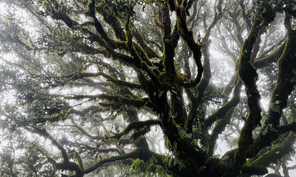 Madeira, za družine 5