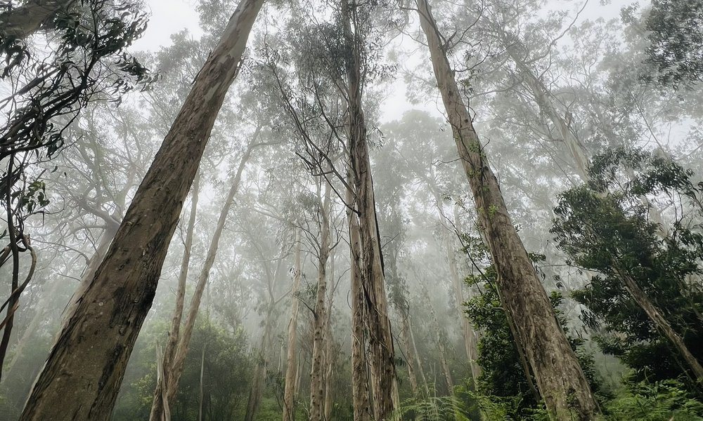 Madeira, za družine 10