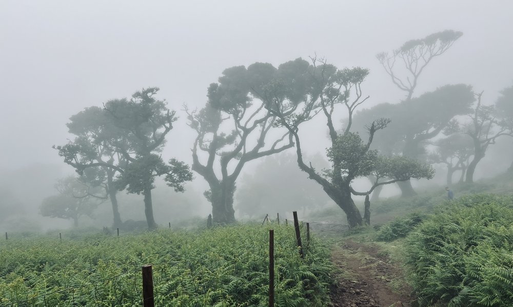 Madeira, za družine 11