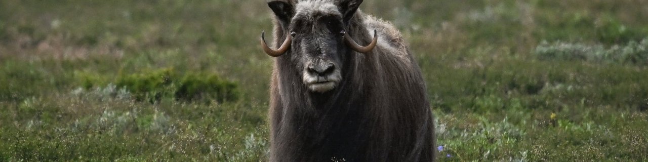 Norveška dežela fjordov