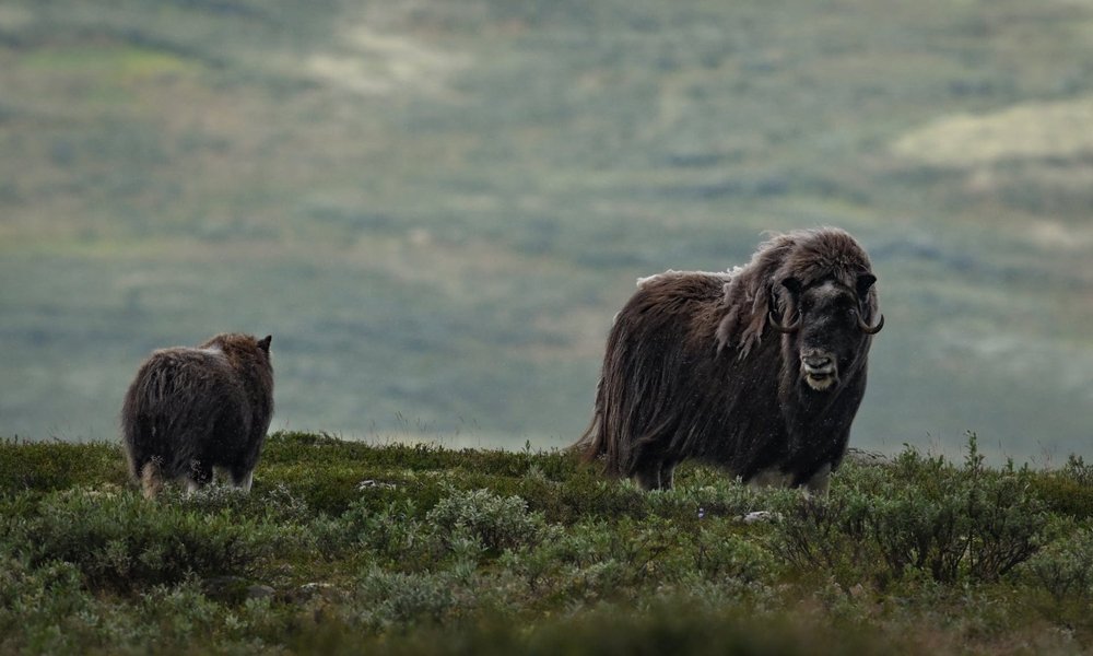 WhatsApp Image 2025-08-10 at 19.07.47 (1)