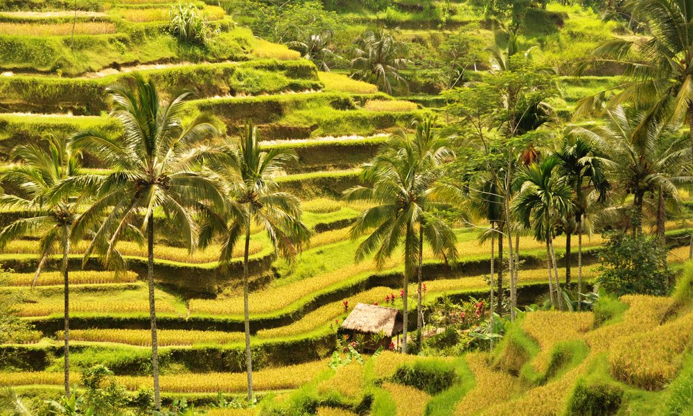 riževe terase