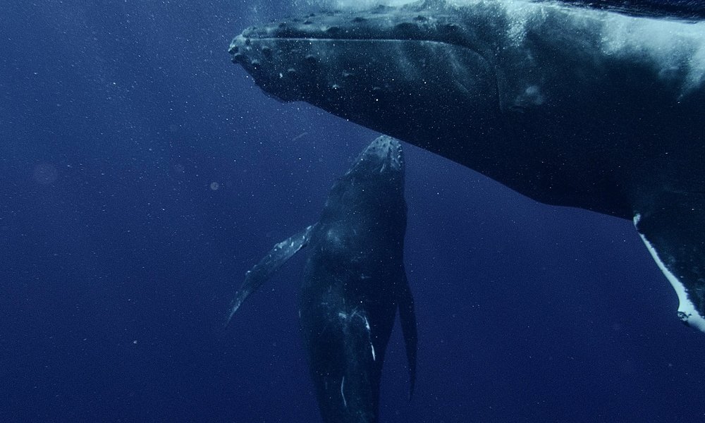 chinh-le-duc-9YvSsGDZHmw-unsplash