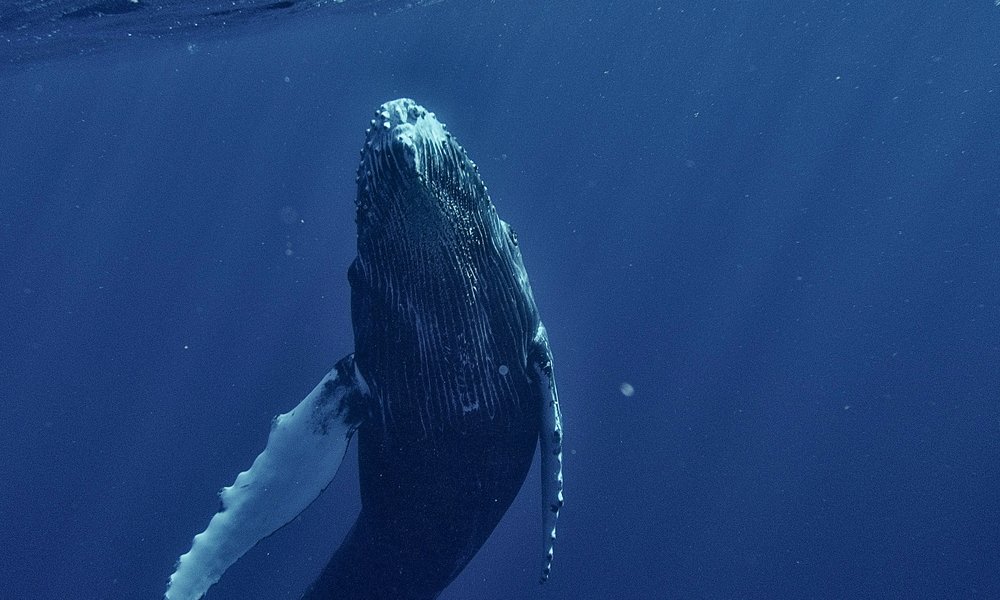 chinh-le-duc-P19iVmm7XUA-unsplash