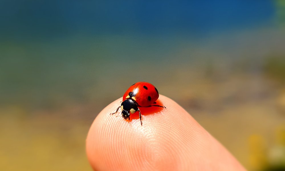 crnagora_novapletna (27)