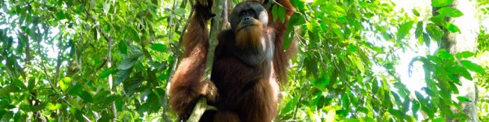 Sumatra z orangutani in otokom Pulau Weh, Indonezija