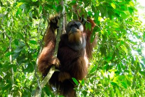 Sumatra_orangutan_naslovna