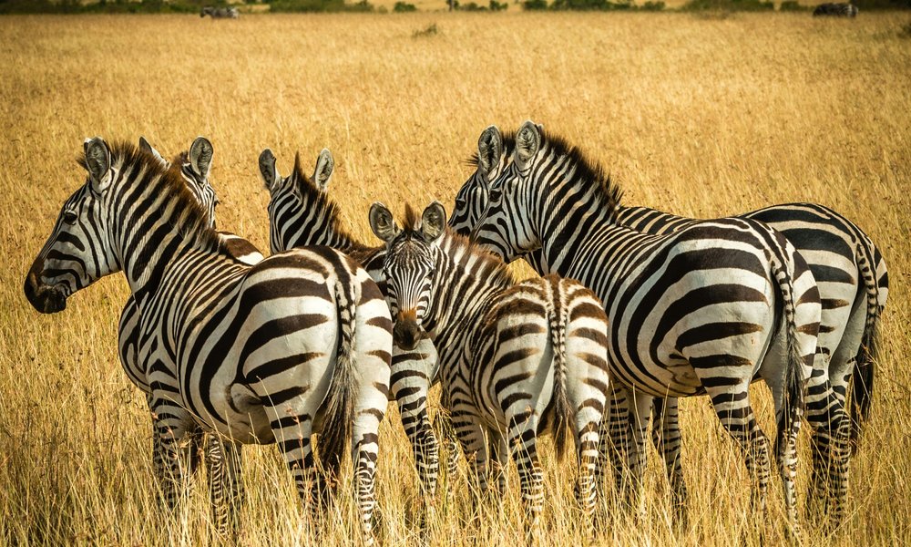 sutirta-budiman-JeTGM9ib16U-unsplash